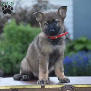 Lucy, German Shepherd Puppy